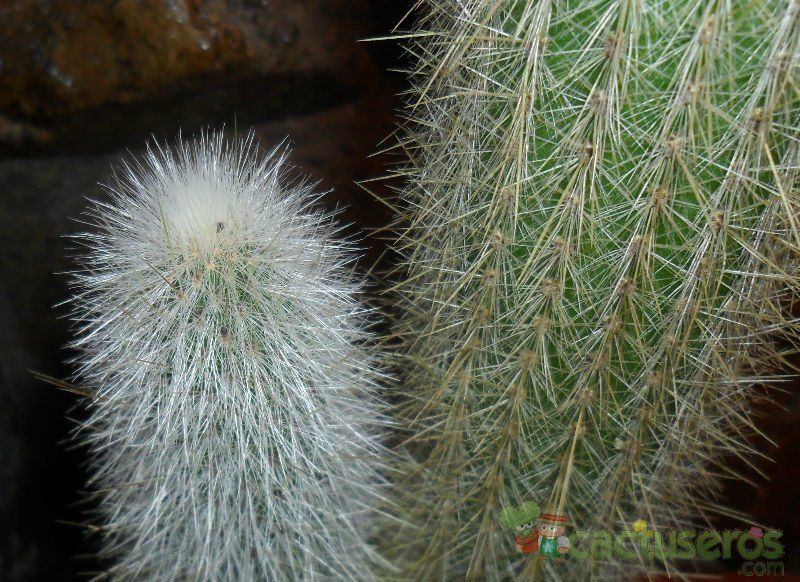 Una foto de Cleistocactus hyalacanthus