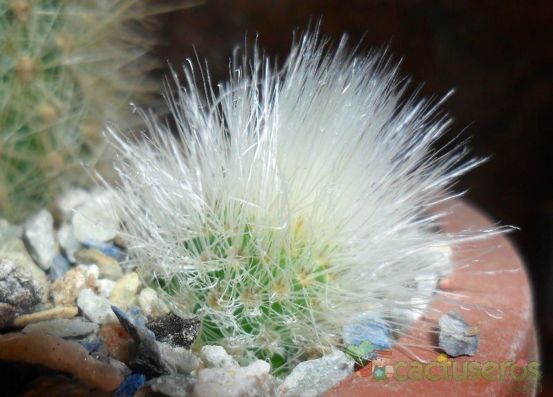 Una foto de Cleistocactus hyalacanthus