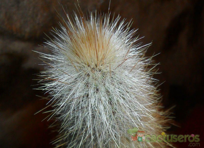 Una foto de Cleistocactus hyalacanthus