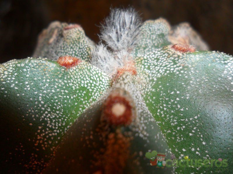 A photo of Astrophytum myriostigma
