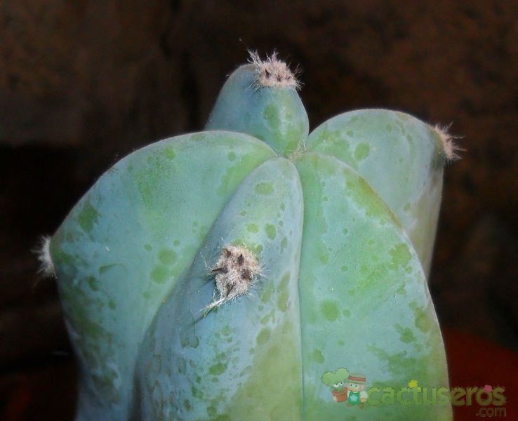 Una foto de Myrtillocactus geometrizans