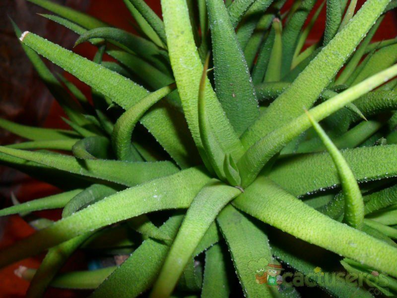 Una foto de Haworthia angustifolia