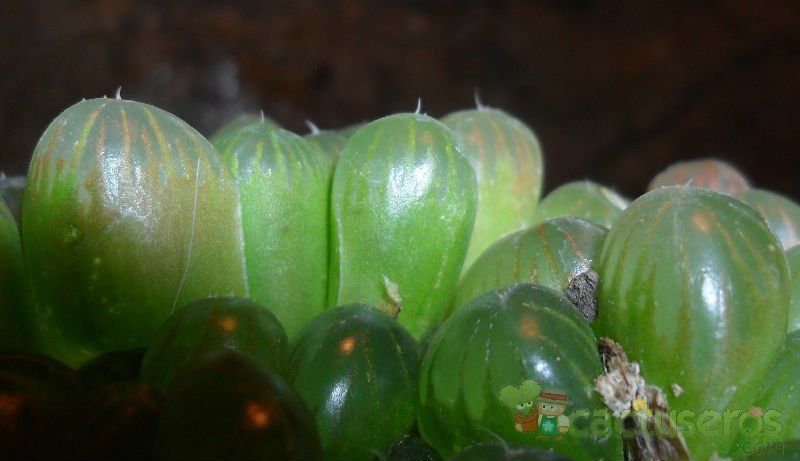 Una foto de Haworthia cooperi var. truncata