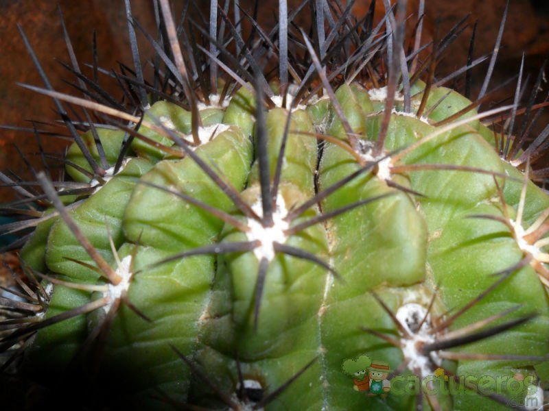 A photo of Eriosyce curvispina