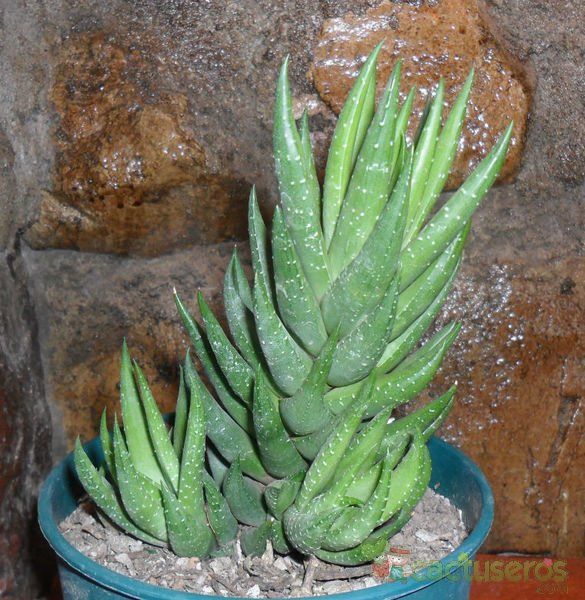 A photo of Haworthia reinwardtii