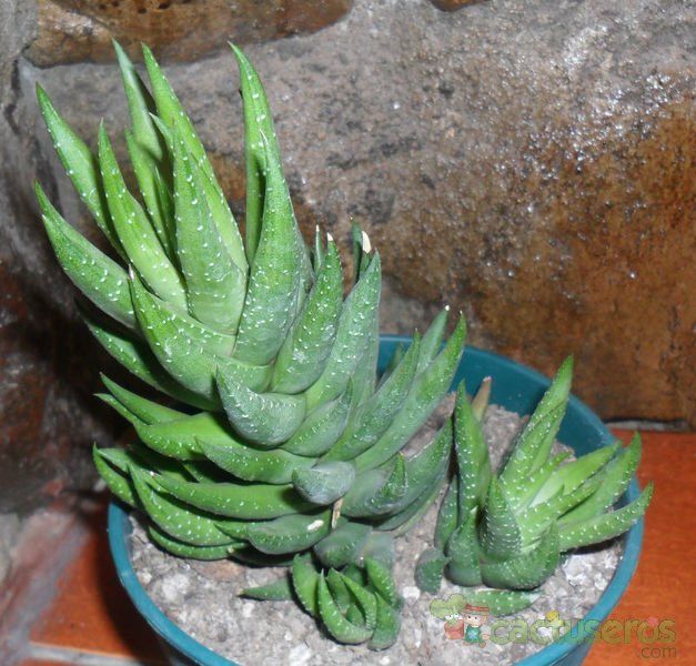 A photo of Haworthia reinwardtii