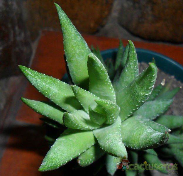 A photo of Haworthia reinwardtii