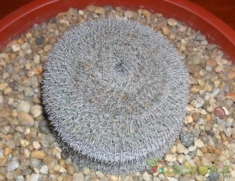 A photo of Mammillaria perbella