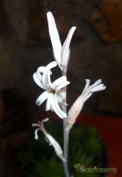 A photo of Haworthia marumiana var. batesiana