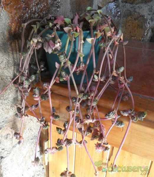 A photo of Callisia navicularis