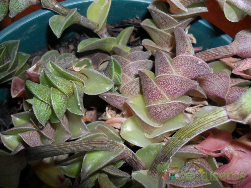A photo of Callisia navicularis