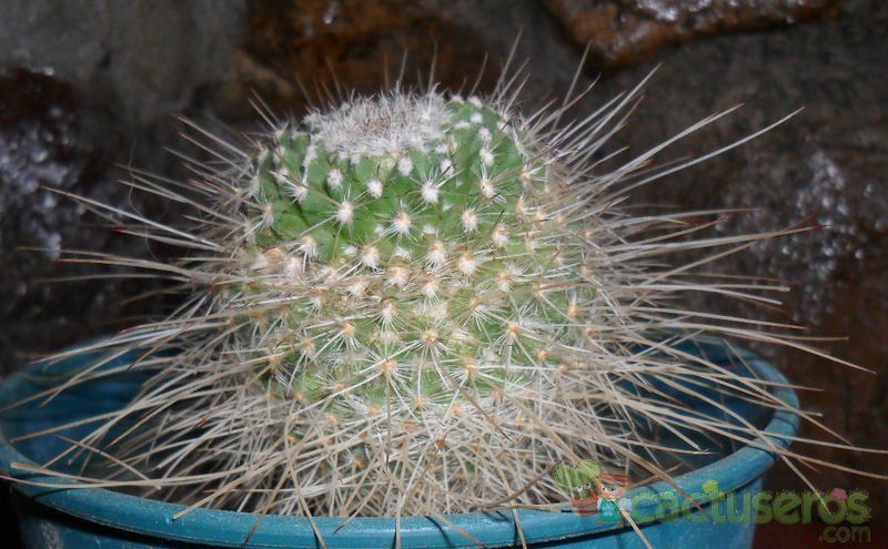 A photo of Mammillaria geminispina