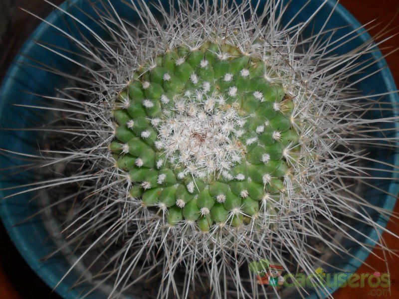 A photo of Mammillaria geminispina