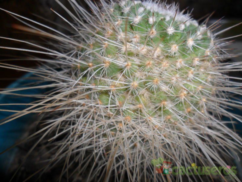 A photo of Mammillaria geminispina