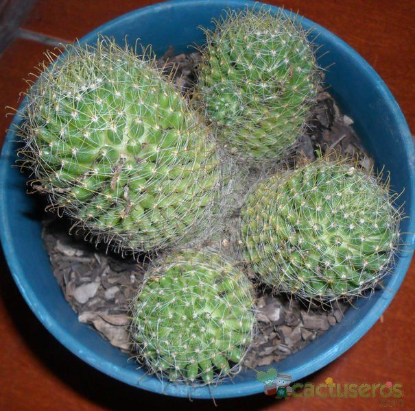 A photo of Mammillaria crinita ssp wildii