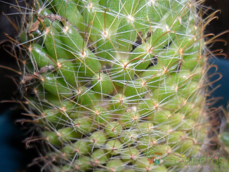 A photo of Mammillaria crinita ssp wildii