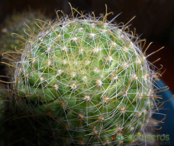 A photo of Mammillaria crinita ssp wildii