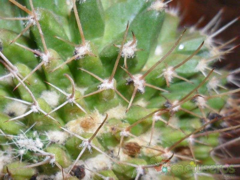 A photo of Mammillaria karwinskiana subsp. karwinskiana
