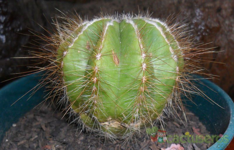 A photo of Parodia magnifica