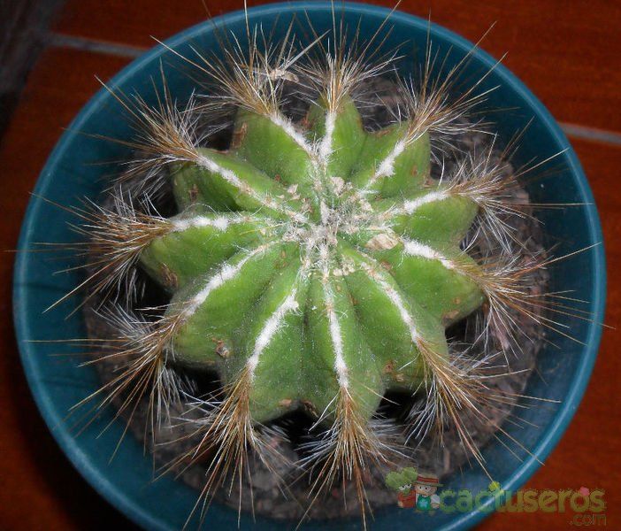A photo of Parodia magnifica
