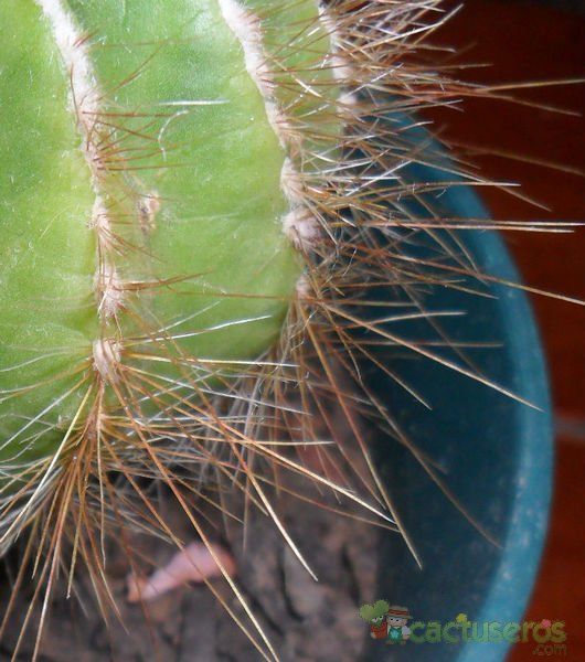 A photo of Parodia magnifica