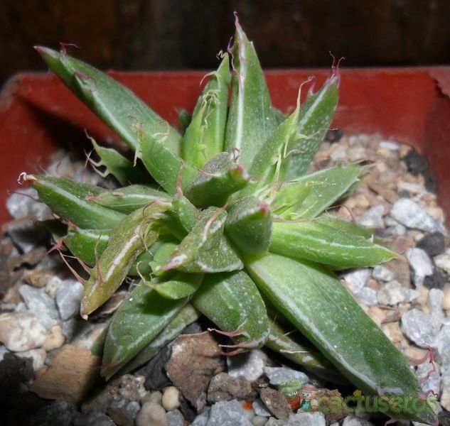 A photo of Faucaria bosscheana  