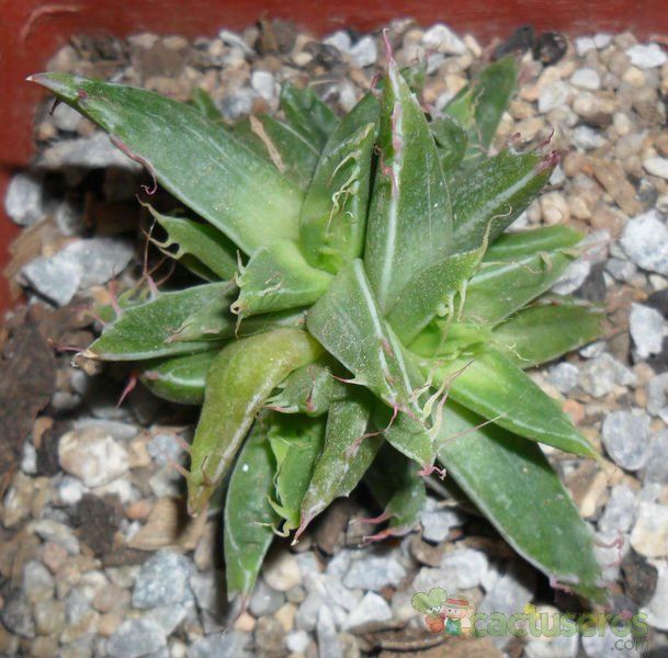 A photo of Faucaria bosscheana  
