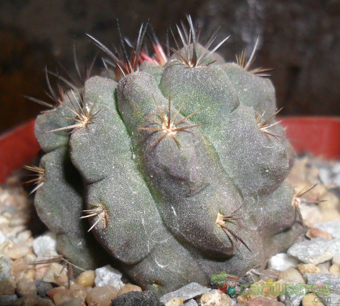 Una foto de Eriosyce occulta