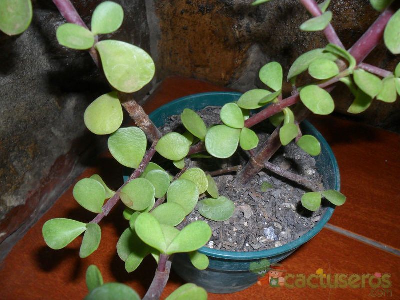A photo of Portulacaria afra