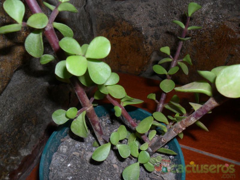 A photo of Portulacaria afra