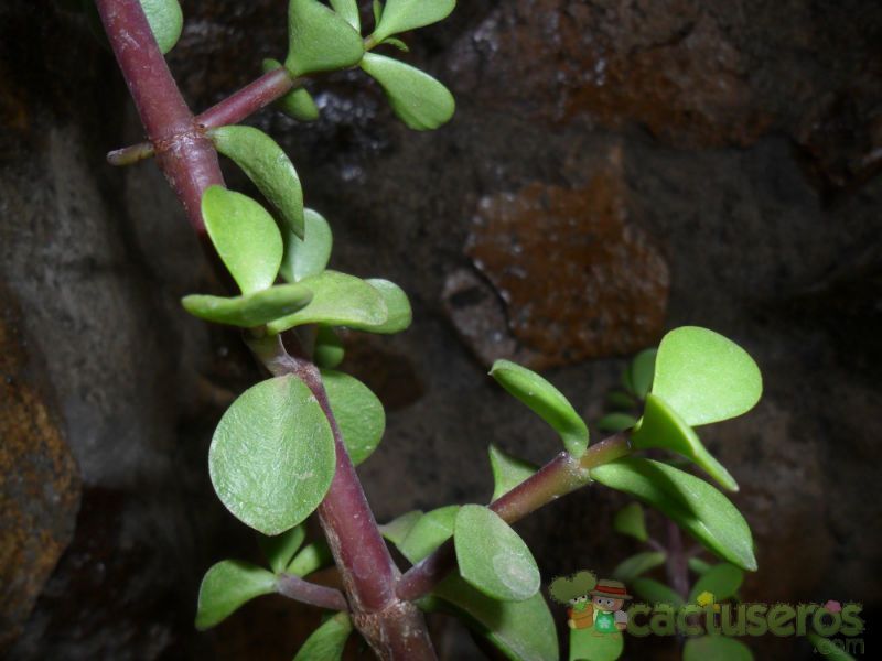 A photo of Portulacaria afra