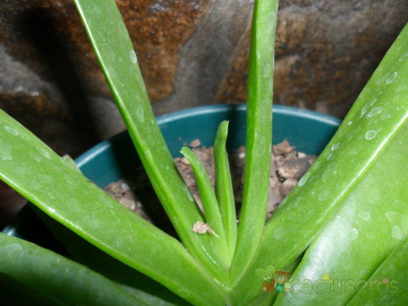 Una foto de Glottiphyllum longum