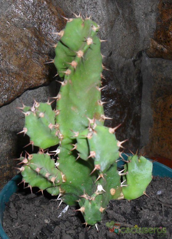 A photo of Euphorbia tortilis