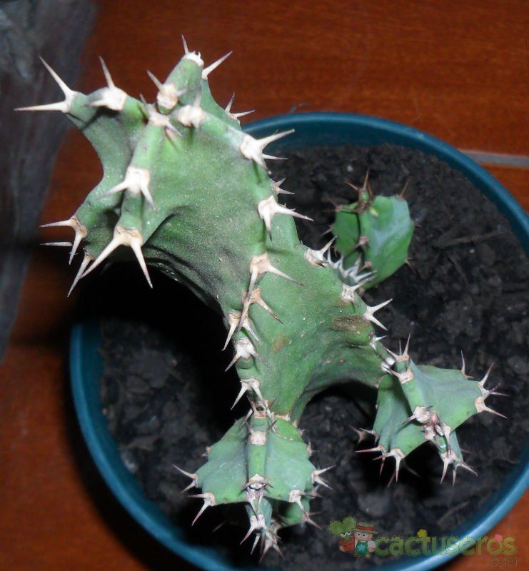 A photo of Euphorbia tortilis