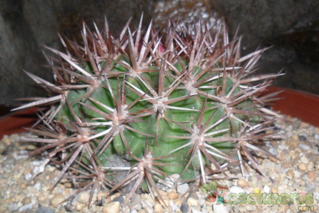 A photo of Eriosyce subgibbosa