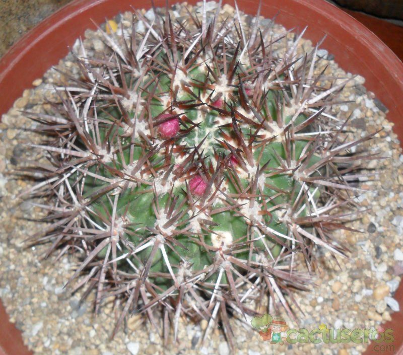 A photo of Eriosyce subgibbosa