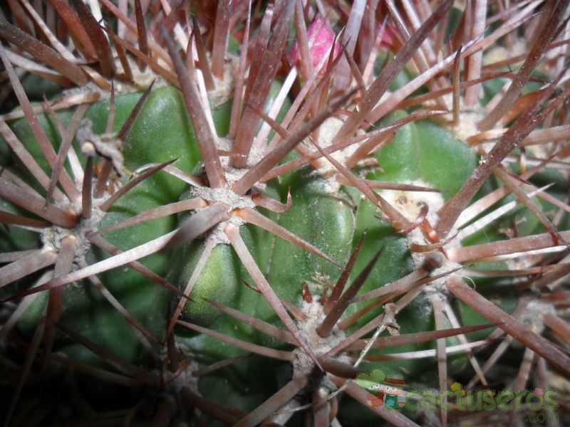 A photo of Eriosyce subgibbosa