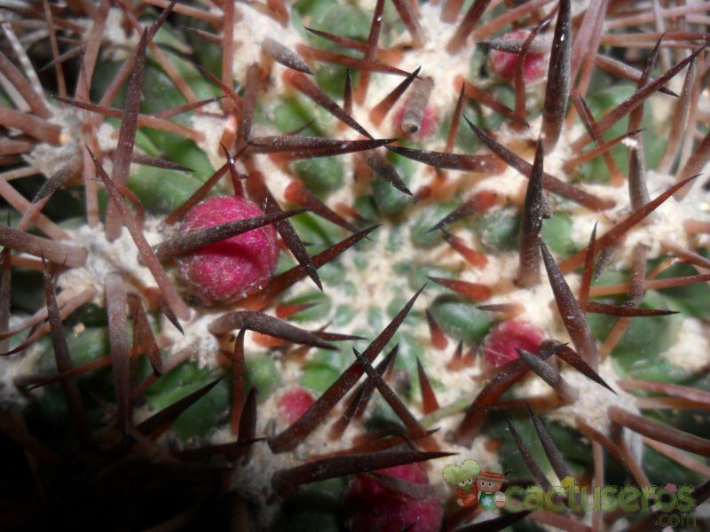 A photo of Eriosyce subgibbosa
