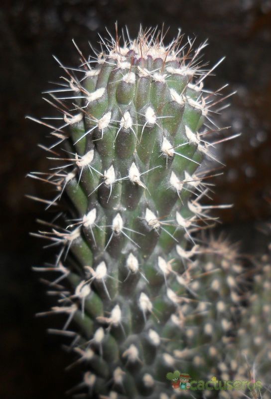 Una foto de Cylindropuntia fulgida