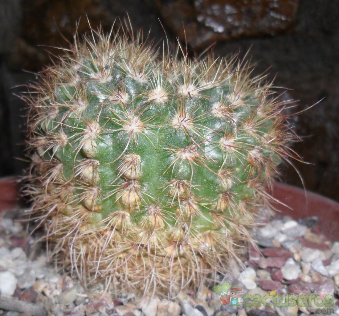 Una foto de Parodia erubescens