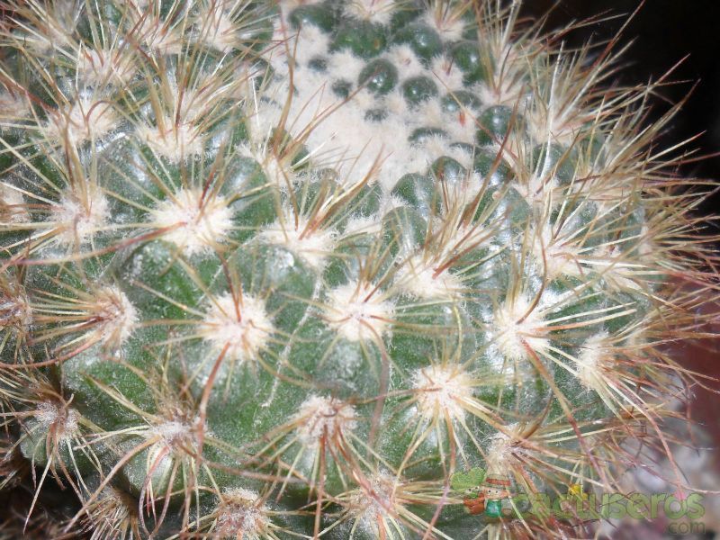 Una foto de Parodia erubescens
