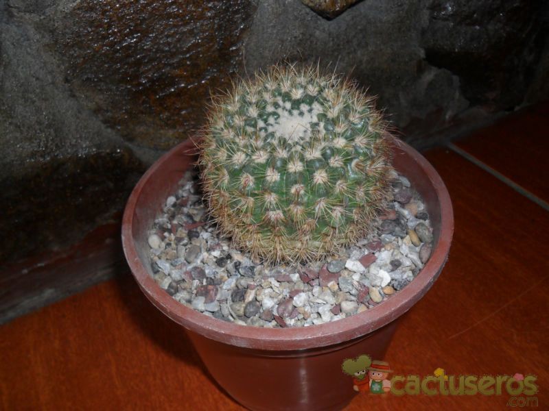Una foto de Parodia erubescens