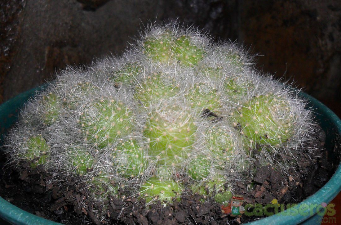 A photo of Rebutia pulvinosa