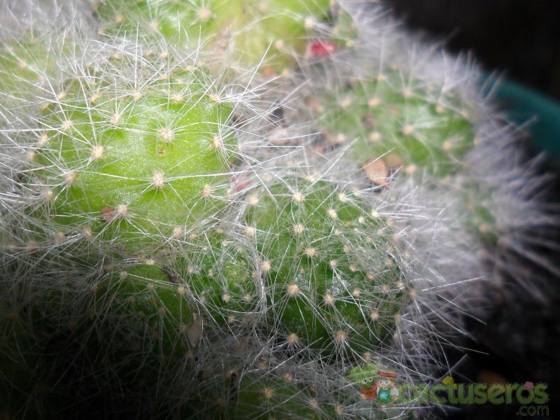 A photo of Rebutia pulvinosa
