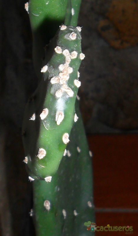 Una foto de Opuntia elata