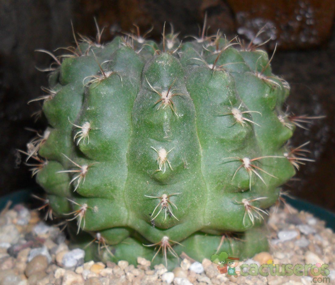 Una foto de Gymnocalycium uebelmannianum