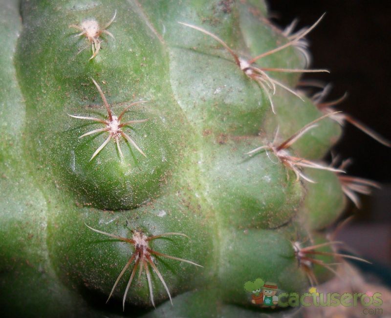 Una foto de Gymnocalycium uebelmannianum