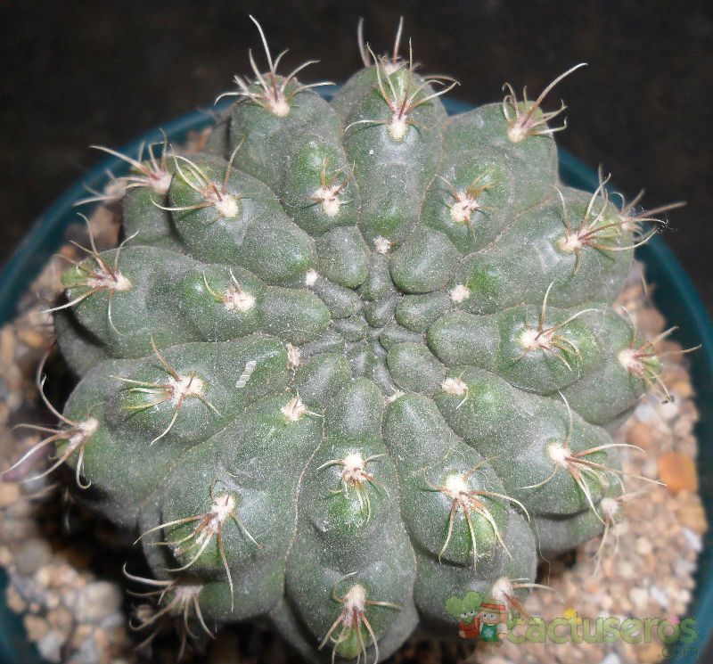 Una foto de Gymnocalycium uebelmannianum