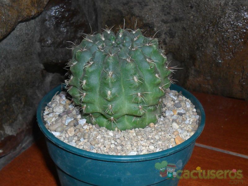 Una foto de Gymnocalycium uebelmannianum