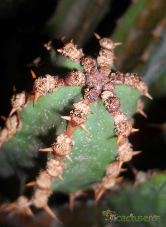 Una foto de Euphorbia ledienii  